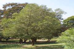 Acacia aulacocarpa